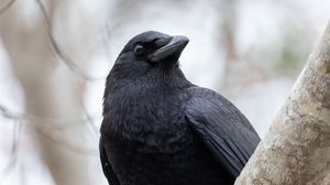 Превью обои ворон, птица, клюв, дикая природа, черный