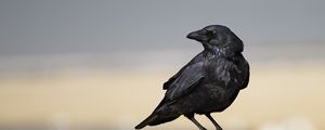 Превью обои ворон, птица, перья, дикая природа