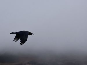 Превью обои ворон, птица, полет, небо, облака