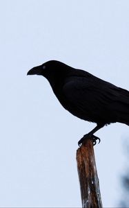 Превью обои ворон, птица, силуэт, ветка, небо, перья, животное