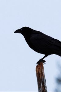 Превью обои ворон, птица, силуэт, ветка, небо, перья, животное
