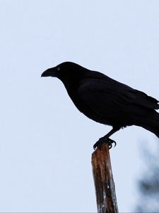 Превью обои ворон, птица, силуэт, ветка, небо, перья, животное