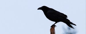 Превью обои ворон, птица, силуэт, ветка, небо, перья, животное