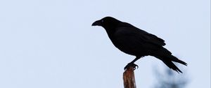 Превью обои ворон, птица, силуэт, ветка, небо, перья, животное