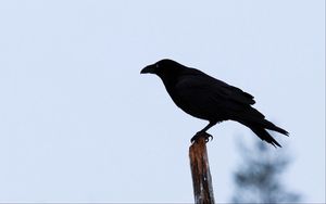Превью обои ворон, птица, силуэт, ветка, небо, перья, животное