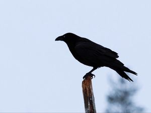 Превью обои ворон, птица, силуэт, ветка, небо, перья, животное