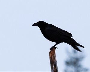 Превью обои ворон, птица, силуэт, ветка, небо, перья, животное