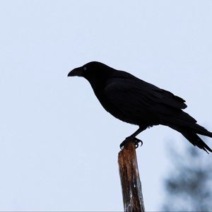 Превью обои ворон, птица, силуэт, ветка, небо, перья, животное