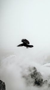 Превью обои ворон, птица, скалы, туман