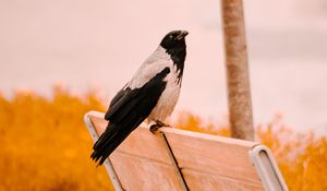 Превью обои ворон, птица, скамейка