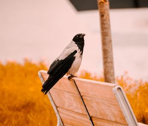 Превью обои ворон, птица, скамейка