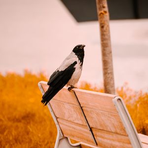 Превью обои ворон, птица, скамейка