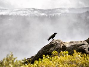 Превью обои ворон, птица, трава, горы