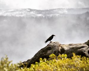 Превью обои ворон, птица, трава, горы