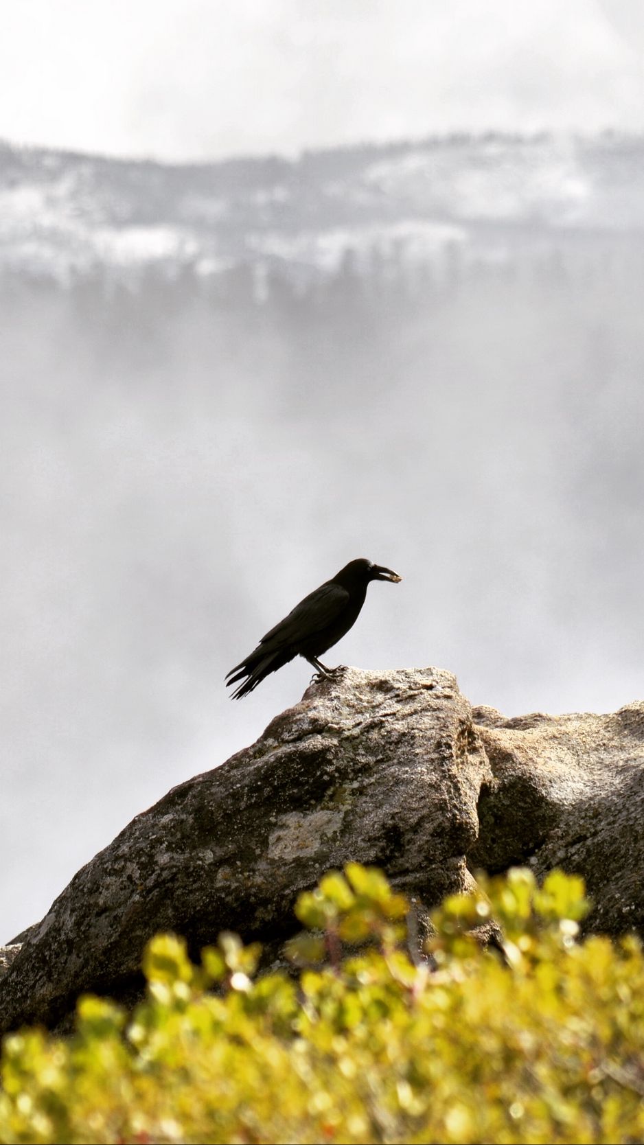 Crow mountains. Горный ворон. Высокогорная ворона. Горы вороны. Птица черной горы.