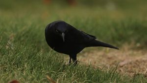 Превью обои ворон, птица, трава, дикая природа