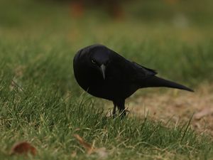 Превью обои ворон, птица, трава, дикая природа