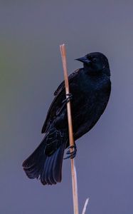 Превью обои ворон, птица, ветка