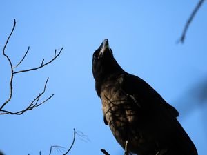 Превью обои ворон, птица, ветки, дикая природа
