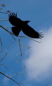 Превью обои ворон, птица, ветки, небо, природа
