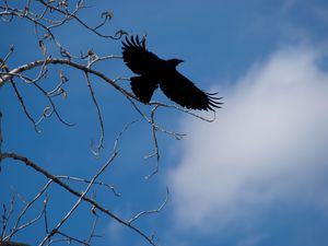 Превью обои ворон, птица, ветки, небо, природа