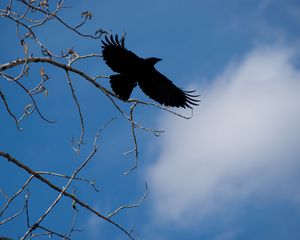 Превью обои ворон, птица, ветки, небо, природа