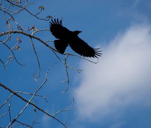 Превью обои ворон, птица, ветки, небо, природа