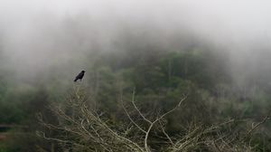 Превью обои ворон, птица, ветки, мгла, туман, природа