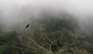 Превью обои ворон, птица, ветки, мгла, туман, природа