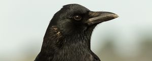 Превью обои ворон, птица, взгляд