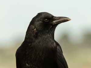 Превью обои ворон, птица, взгляд