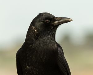 Превью обои ворон, птица, взгляд