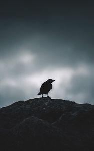 Превью обои ворон, силуэт, птица, небо, темный