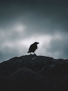 Превью обои ворон, силуэт, птица, небо, темный