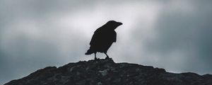 Превью обои ворон, силуэт, птица, небо, темный