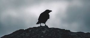 Превью обои ворон, силуэт, птица, небо, темный