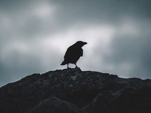 Превью обои ворон, силуэт, птица, небо, темный