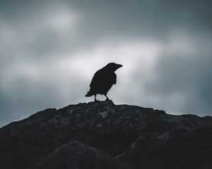 Превью обои ворон, силуэт, птица, небо, темный