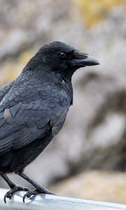 Превью обои ворона, клюв, птица, черный