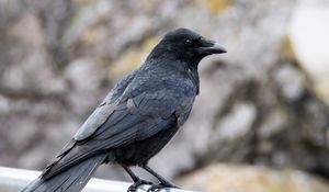 Превью обои ворона, клюв, птица, черный