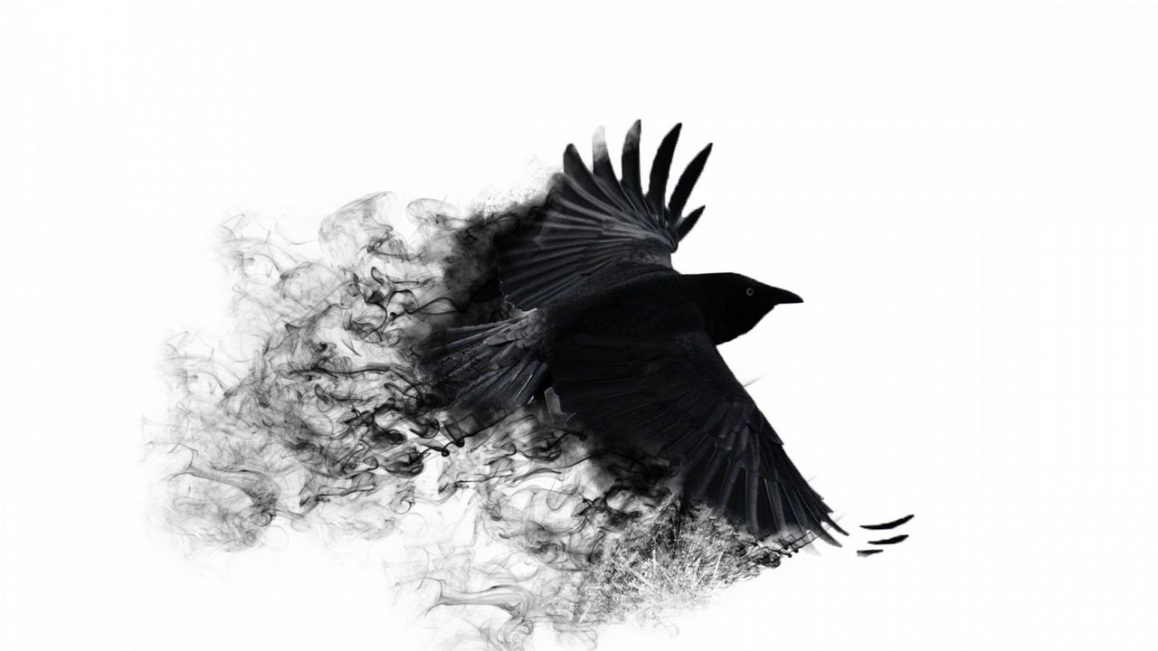 Обои ворона, крылья, птица, взмах