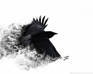 Превью обои ворона, крылья, птица, взмах