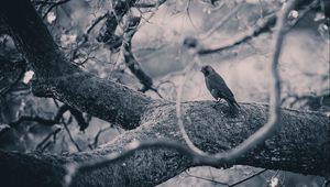 Превью обои ворона, птица, чб, дерево, ветки