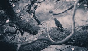 Превью обои ворона, птица, чб, дерево, ветки