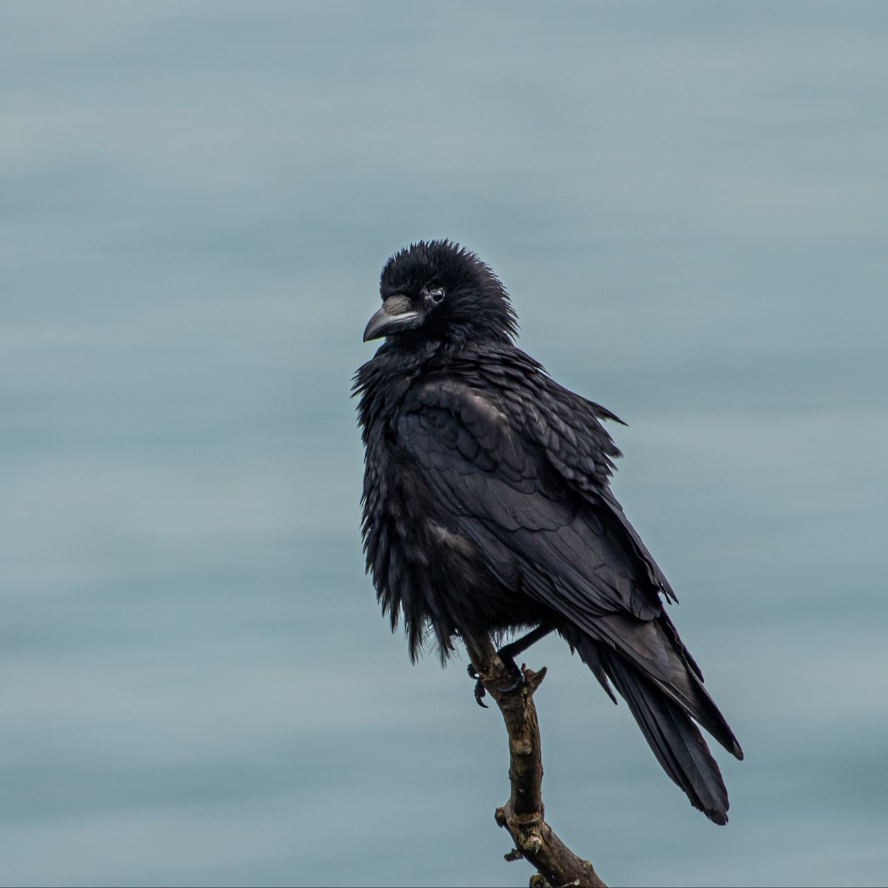 Well crow. Белоклювый ворон. Новокаледонский ворон. Ворона. Темная птица.