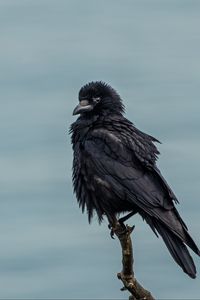 Превью обои ворона, птица, черный, ветка