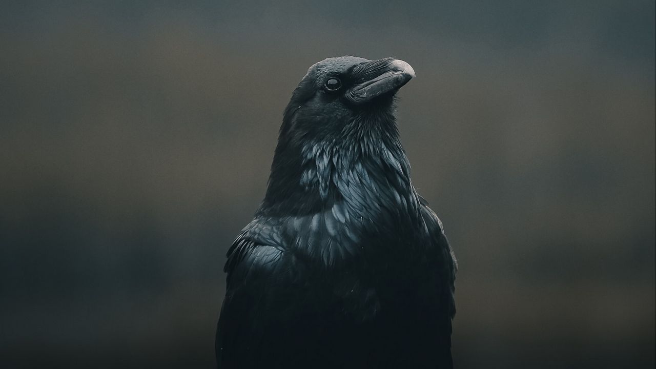 Обои ворона, птица, черный, темный