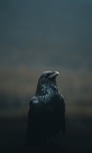 Превью обои ворона, птица, черный, темный