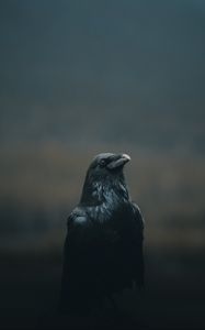 Превью обои ворона, птица, черный, темный