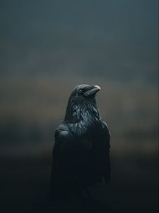 Превью обои ворона, птица, черный, темный